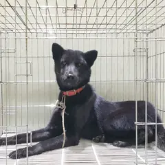 이천시 검정색 진도견 수컷