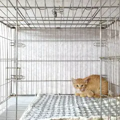 이천시 기타(황갈색) 한국 고양이 수컷