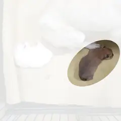 이천시 기타(회갈색) 믹스견 성별 미상