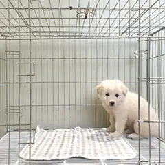 이천시 흰색 믹스견 수컷