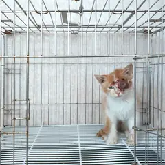 이천시 기타(황갈색흰색) 한국 고양이 수컷