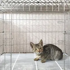 이천시 평행·전체·부분줄무늬 한국 고양이 수컷
