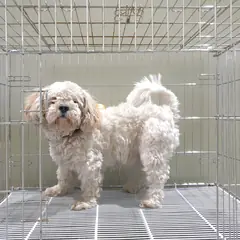 이천시 기타(흰색크림색) 비숑 프리제 수컷