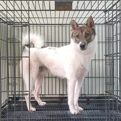 이천시 얼룩무늬 라이카 수컷