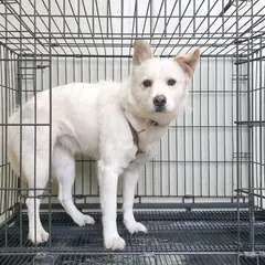 이천시 흰색 믹스견 암컷
