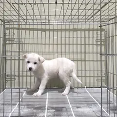 이천시 흰색 믹스견 암컷