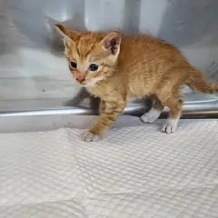 안성시 레몬색&흰색 한국 고양이 암컷