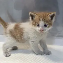 안성시 레몬색&흰색 한국 고양이 암컷