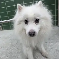 안성시 흰색 믹스견 수컷