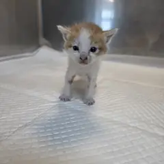 안성시 레몬색&흰색 한국 고양이 수컷