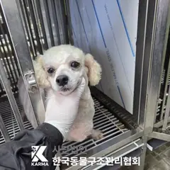 김포시 흰색 푸들 암컷