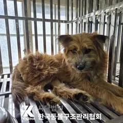 김포시 갈색 믹스견 암컷