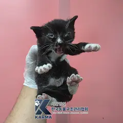 김포시 기타(검/흰) 한국 고양이 암컷