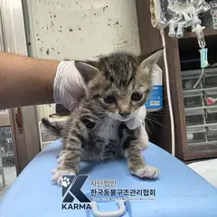 김포시 기타(갈/검/흰) 한국 고양이 암컷