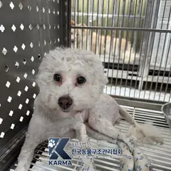 김포시 흰색 비숑 프리제 암컷