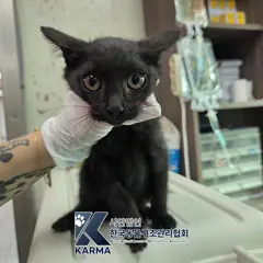 김포시 검정색 한국 고양이 암컷