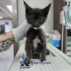 김포시 기타(검/흰) 한국 고양이 암컷