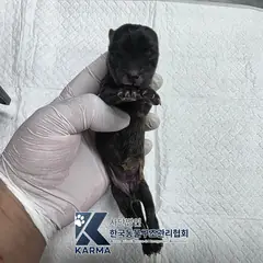 김포시 검정&황갈색 믹스견 암컷