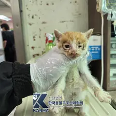 김포시 기타(갈/흰) 한국 고양이 수컷