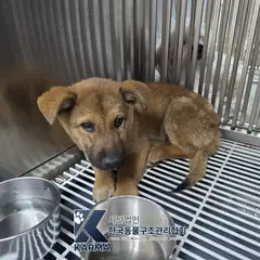 김포시 갈색 믹스견 수컷