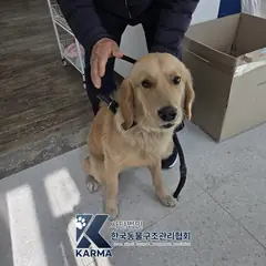 김포시 갈색 골든 리트리버 수컷