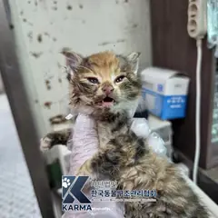 김포시 기타(검/갈/흰) 한국 고양이 암컷