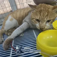 연천군 기타(노/흰) 한국 고양이 수컷