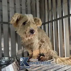 연천군 흰색 믹스견 암컷