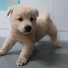 가평군 크림색 믹스견 수컷