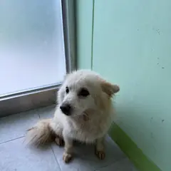 양평군 흰색 믹스견 암컷