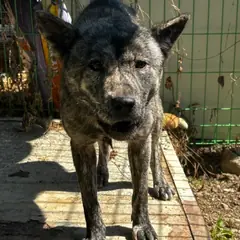 양평군 회색얼룩무늬 믹스견 암컷
