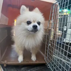 화성시 흰색 포메라니안 수컷