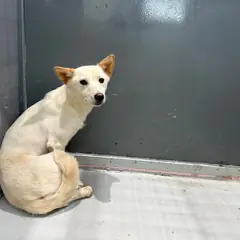 화성시 흰색 믹스견 암컷