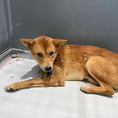 화성시 갈색 믹스견 암컷