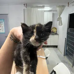 화성시 검은색흰색황토색조합 한국 고양이 성별 미상
