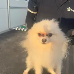 화성시 크림색 포메라니안 수컷