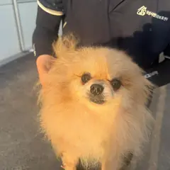화성시 크림색 포메라니안 암컷