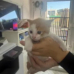 화성시 레몬색&흰색 한국 고양이 성별 미상