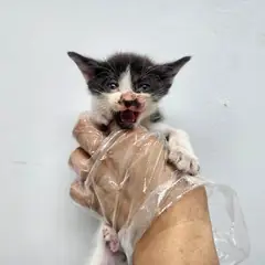 광주시 기타(검백색) 한국 고양이 암컷