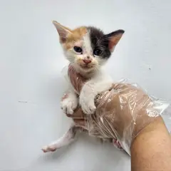 광주시 기타(삼색) 한국 고양이 암컷