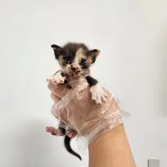 광주시 기타(삼색) 한국 고양이 암컷