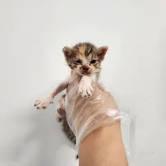 광주시 기타(삼색) 한국 고양이 암컷
