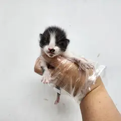 광주시 기타(검백색) 한국 고양이 수컷