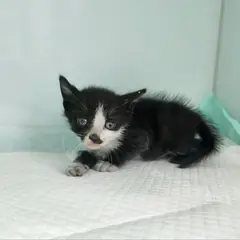 광주시 기타(검백색) 한국 고양이 암컷