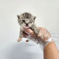광주시 기타(고등어색) 한국 고양이 암컷