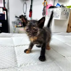 광주시 기타(삼색) 한국 고양이 암컷