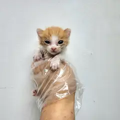 광주시 기타(노랑색) 한국 고양이 암컷