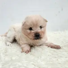 광주시 흰색 진도견 암컷