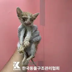 양주시 레몬색&흰색 한국 고양이 수컷