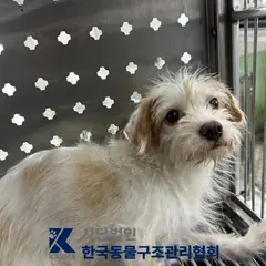 양주시 갈색&흰색 믹스견 암컷